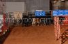 WFRanchRndup23-TH-_085_jackWHITTEN_dogs.jpg