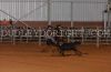 AngeloRoping24-F-_207_dennisLUETGE.jpg