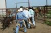 Martin24-_001__cattle_work.jpg