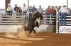 4Cs_Futurity_8-25-_001_dark_magician_BRUCE_bucking_bulls.jpg
