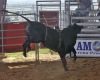 4Cs-Futurity-9-25--083-3-11_LINDLEY_GRIFFIN.jpg