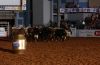 Belton25-_F-_125_Bailey_s_bulls.jpg