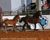 Belton26-M-_111_BAILEY_FunnyMoney_BabyCracker.jpg