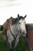 RanchCowboy27-_972_saddles.jpg